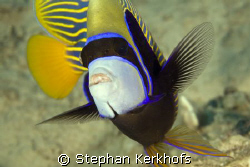 Emperor Angelfish (Pomacanthus imperator) taken in middle... by Stephan Kerkhofs 